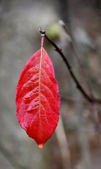 Image showing the red leaf
