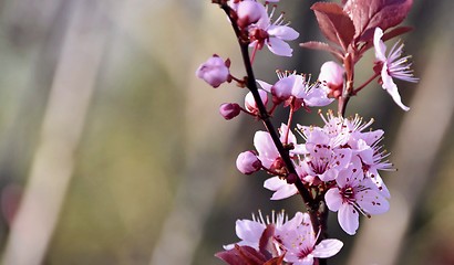 Image showing pink Japanese cherry blossoms