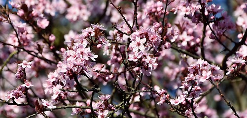 Image showing pink Japanese cherry blossoms