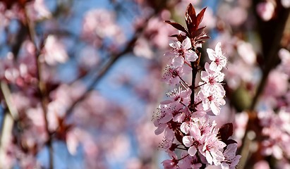 Image showing pink Japanese cherry blossoms