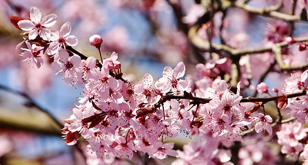 Image showing pink Japanese cherry blossoms