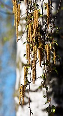 Image showing blooming Birch in Spring