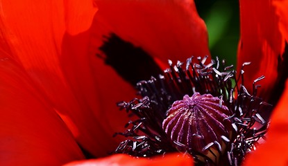 Image showing Poppy in sunlight