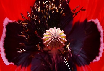 Image showing Poppy in sunlight