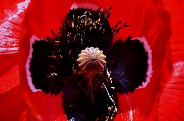 Image showing Poppy in sunlight