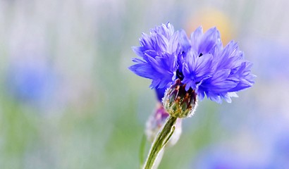 Image showing beautiful blue Cornflower