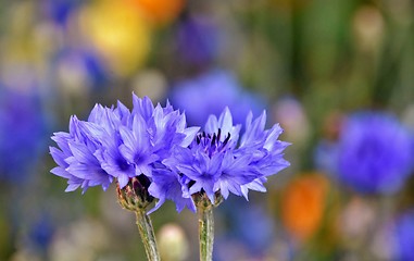 Image showing beautiful blue Cornflowers