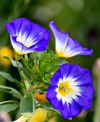 Image showing beautiful Heavenly Blue