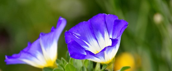 Image showing beautiful Heavenly Blue