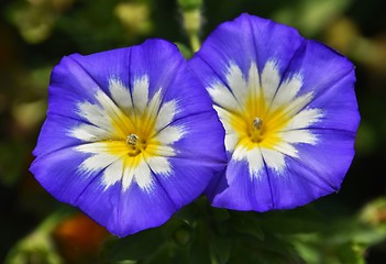 Image showing beautiful Heavenly Blue