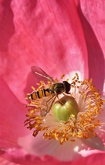 Image showing Hoverfly on a pink blossom