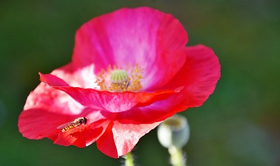 Image showing Hoverfly on a pink blossom