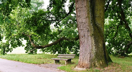 Image showing beautiful old Oak Tree