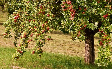 Image showing Apple Tree with red Apples