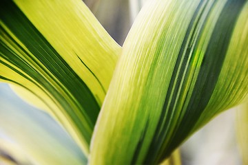 Image showing beautiful green and yellow leaves