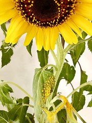 Image showing sunflower losing its pollen