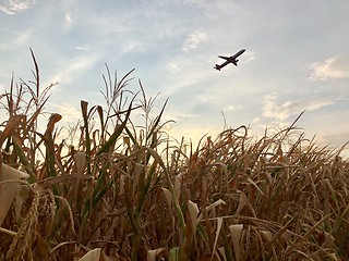 Image showing Airplane departing over dry cornfield