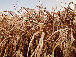 Image showing dry cornfield in autumn
