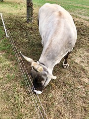 Image showing Grauvieh cow used for plow pulling