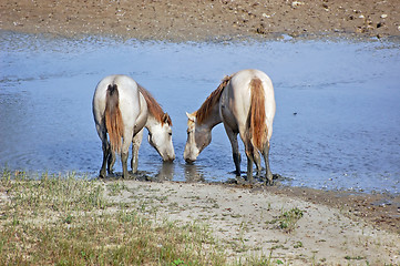 Image showing White horses