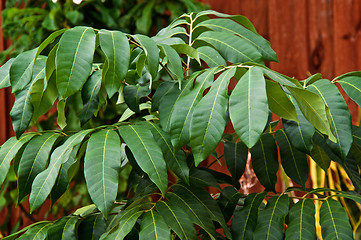 Image showing close up of Longan fruit tree