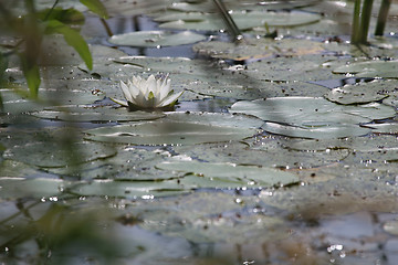 Image showing White Water Lily