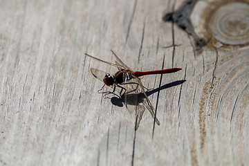 Image showing Dragonfly on a wooden board