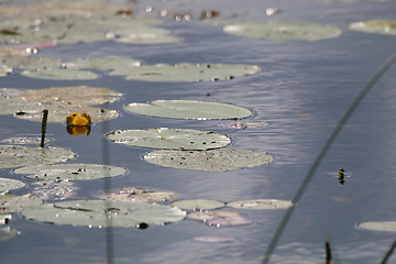 Image showing Water Lily leaves