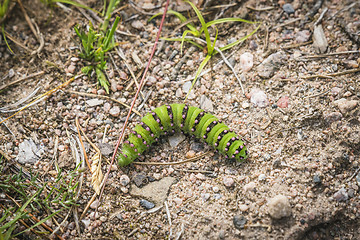 Image showing Small Emperor Moth caterpillar in neon green colors