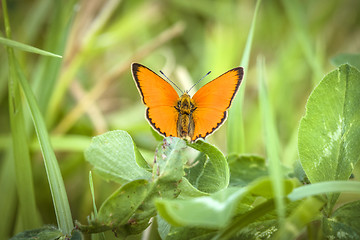 Image showing Orange Scarce Copper butterfly (Lycaena virgaureae)