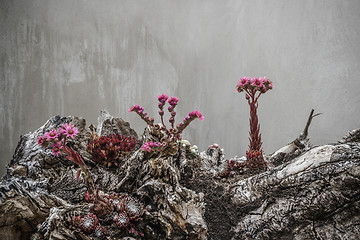 Image showing Surreal flowers in violet colors looking alien