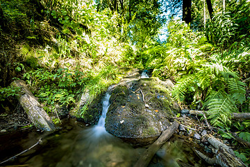 Image showing Small waterfall in a green forest in the summer