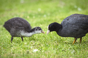 Image showing Eurasian coot feeding a chicken on green grass