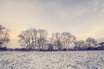 Image showing Winter landscape with barenaked trees