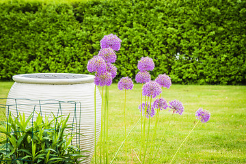 Image showing Allium Giganteum flowers in a garden