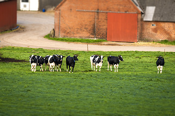 Image showing Cows on a row on a rural green field