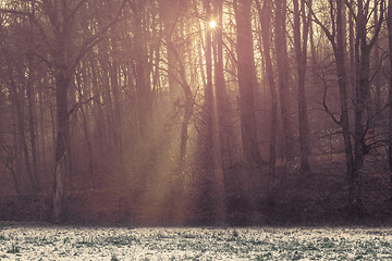 Image showing Sunlight shining through the trees in a forest