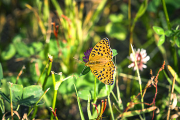 Image showing Argynnis adippe aka High brown fritillary butterfly