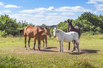 Image showing Group of horses in various colors