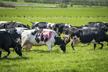 Image showing Cow with the danish ecology quality stamp grazing