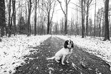 Image showing English springer spaniel in a forest