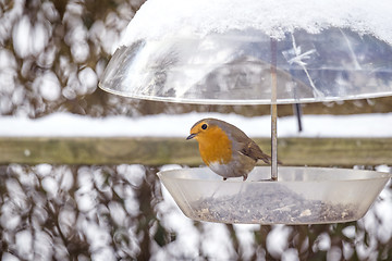 Image showing European Robin on a birdfeeder in the winter