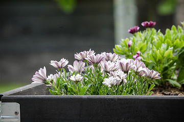 Image showing Garden flowers in  black wooden box