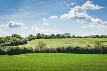 Image showing Rural green fields in the spring