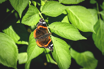 Image showing Red Admiral butterfly on a green leaf