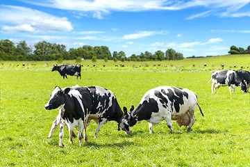 Image showing Black and white cattle battle on a green field