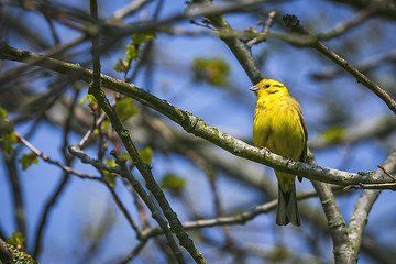 Image showing Serinus Serinus bird on a small twig