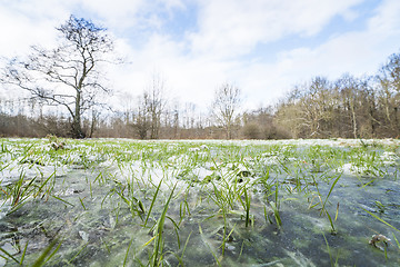 Image showing Frozen green grass in a puddle in the winter