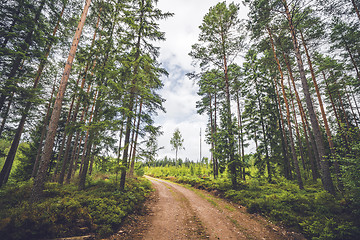 Image showing Dirt road running through a pine tree forest