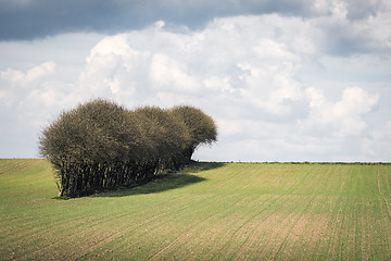 Image showing Trees on a row on a field